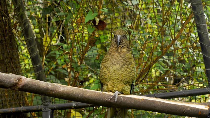 Closeup of a Kea bird, alpine parrot native to New Zealand, perched on wooden stick with green leaves and net in background.