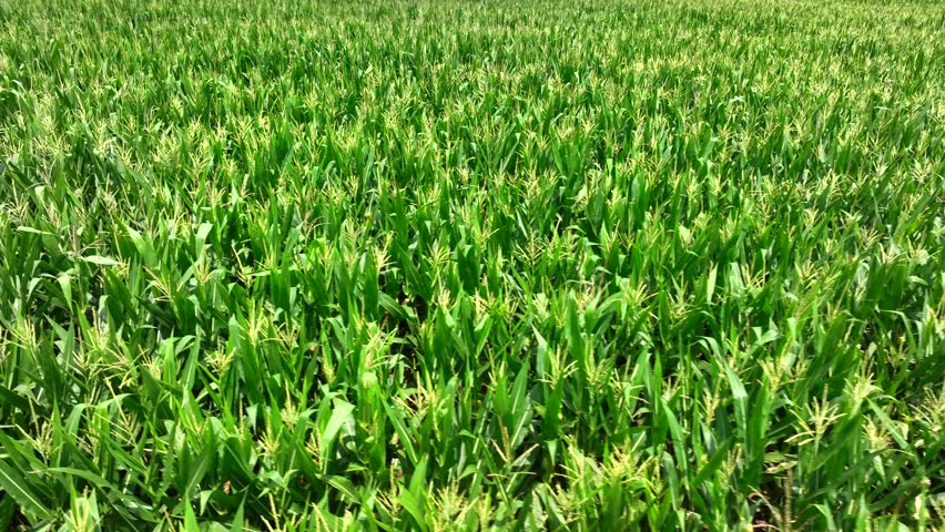 Aerial view of growing Maize on Farm Field during sunny day. Food for animals growing in countryside. Low drone shot.