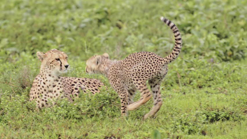 Cute Cheetah Cubs and Mother Playing in Serengeti Tanzania in Africa, Serengeti National Park African Wildlife on Safari Animals Game Drive Being Playful with Rough and Tumble