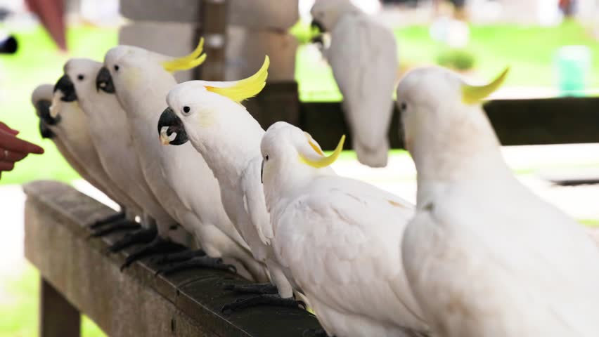 Cockatiels being fed by hand on a railing