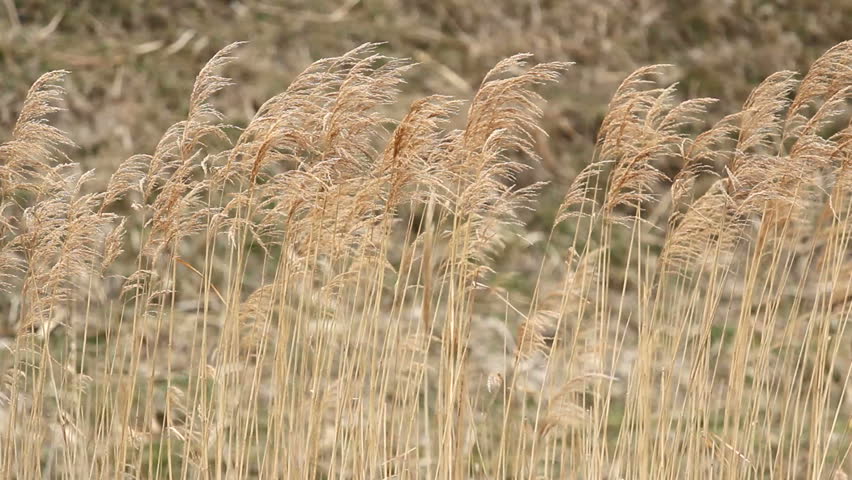 Dried Reed in the Breeze Stock Footage Video (100% Royalty-free ...