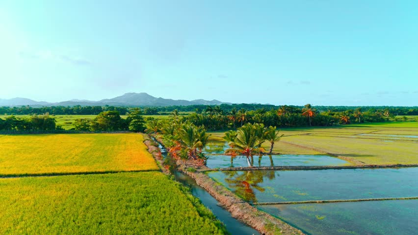 Rice field landscape along river and mountain in countryside. Dominican Republic rice field ecosystem, green farm natural stream. Tropical rice fields with standing water.