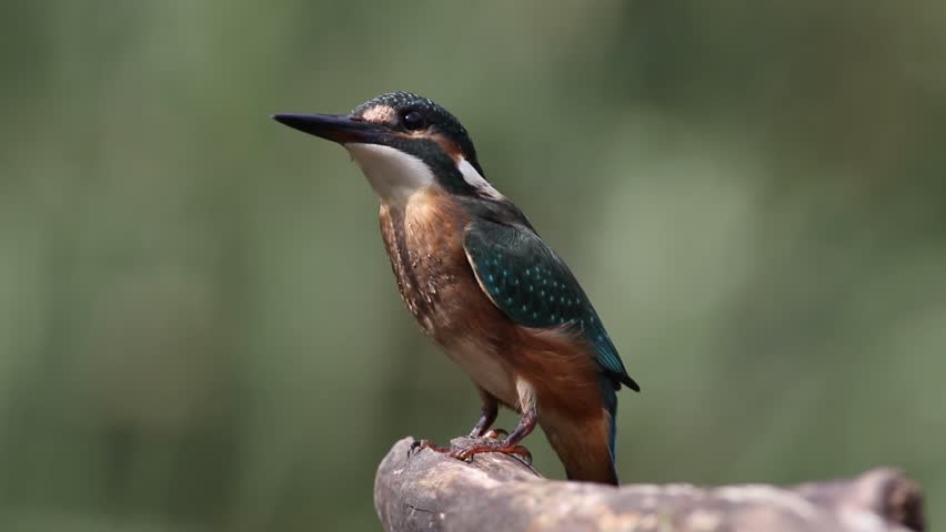 Common kingfisher, Alcedo atthis. A bird sits on a branch, looking around