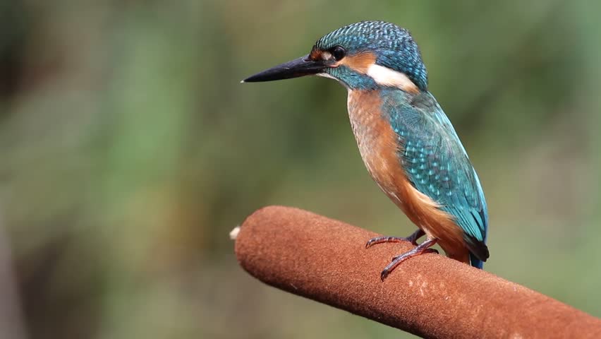 Common kingfisher, Alcedo atthis. A bird sits on a cattail and looks around