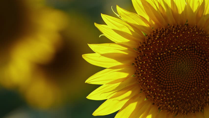 Agriculture Yellow Blossom Floral Sunflower Plant in Natural Farm Field in Sunlight