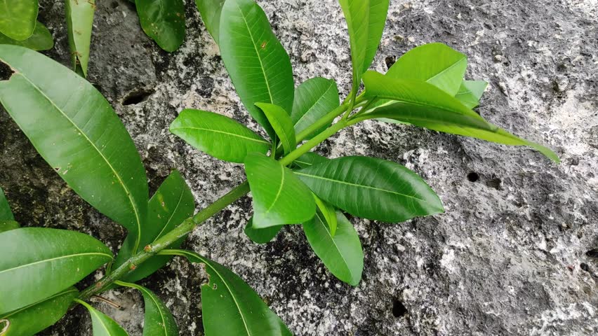 This plant has been used in traditional medicine systems for a long time in South Asia, especially in West and Central India. The name of this plant is manilkala hexandra.