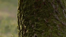 Textured Tree Bark Covered With Moss In The Netherlands. Macro, Tracking Shot - Powered by Shutterstock - Get 15% off with code: PIKWIZARD15