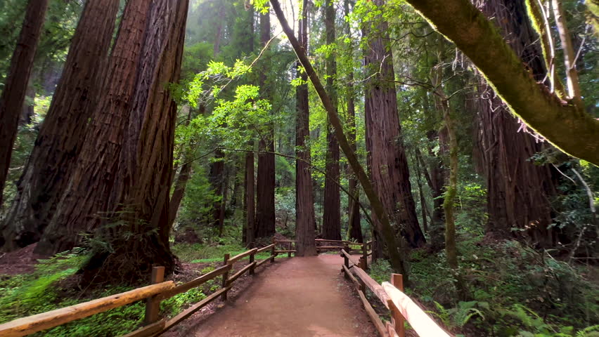 POV Sequoia Redwood forest walking trail Muir Woods National Monument Pacific Northwest California USA travel tourism