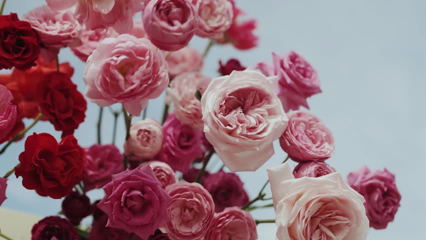 An Exquisite and Beautiful Assortment of Pink and Red Roses Captured in Full Blooming Splendor