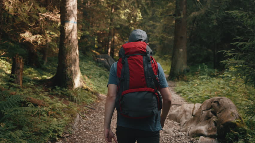 Rear view gimbal following shot of male hiker walking on sunny forest rocky trail with red backpack. Man hiking trekking walks in mountain forest. Pine trees, warm summer sun light