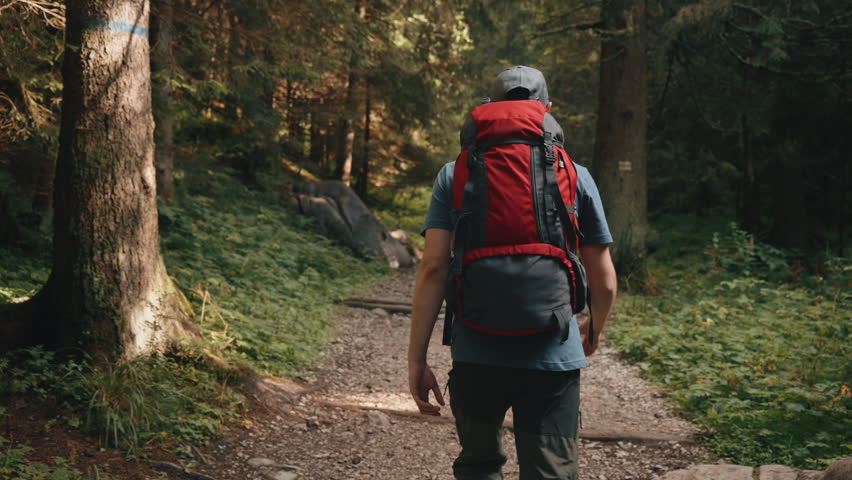 Rear view gimbal following shot of male hiker walking on sunny forest rocky trail with red backpack. Man hiking trekking walks in mountain forest. Pine trees, warm summer sun light