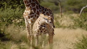 Baby giraffe suckles mother in early morning light. Giraffe in Kruger National Park, South Africa, Namibia. Amazing scene on safari watching wild animals. Concept of wildlife, nature, South africa. - Powered by Shutterstock - Get 15% off with code: PIKWIZARD15