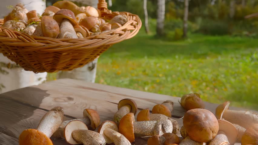 Basket full of freshly picked mushrooms is falling on a wooden surface of table outdoors on the background of green lawn. High quality 4k footage