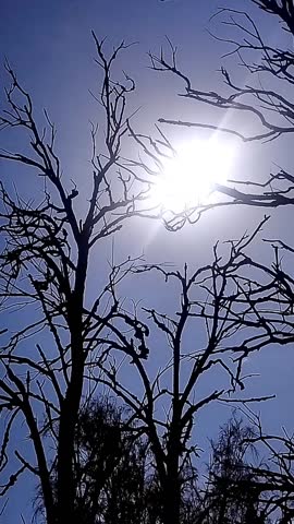 A big dead tree in the park with blue sky sun view above. Geology shot HD video 