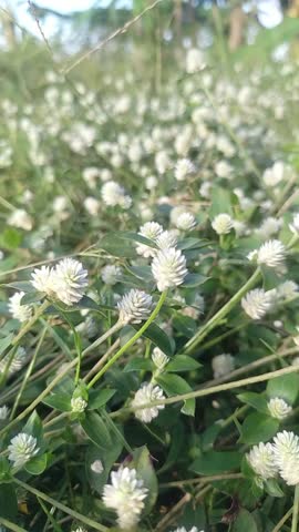 Gomphrena celosioides plant, beautifull place
