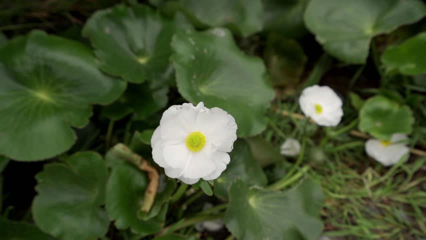 The Mt. Cook basin is covered in these during the rainy season and it's quite the sight to behold. Snowy mountains, beautful wildflowers and calm, reflective ponds. A must see.