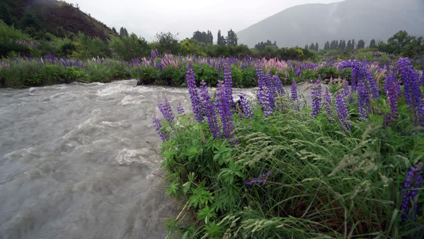 Endless lupin fields found in the Paradise region in New Zealand.