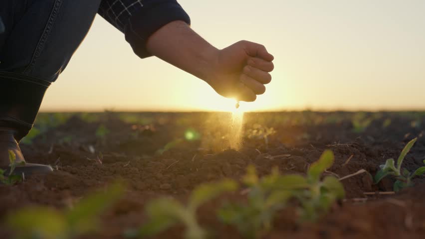 Professional agronomist touching and pouring dry soil in farmland, slow motion. Epic cinematic closeup shot with male hands and sun shining through dust, agroindustrial complex, crossing organic food