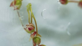 Buds petals. Bubble texture paint. Defocused pink green gray white color blossom rose rotate translucent water drop emulsion abstract art background. - Powered by Shutterstock - Get 15% off with code: PIKWIZARD15