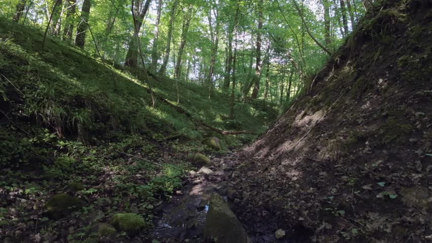 FPV drone footage flying through a green forest ravine, with fallen trees and a small stream showcases the beauty and tranquility of nature