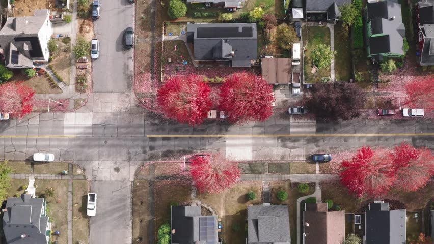 A Delightful Neighborhood Scene Featuring Streets Adorned With Vibrant Red Maple Trees in Tacoma, Pierce County, Washington, USA - Aerial Topdown Shot
