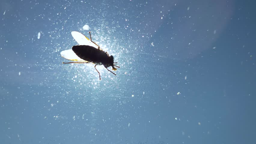 Fly eating and feeding on the windscreen of a car - Close up