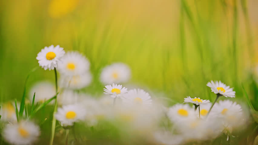 Chamomile Field Close Up View of a daisy flowers in summer. 4k footage.