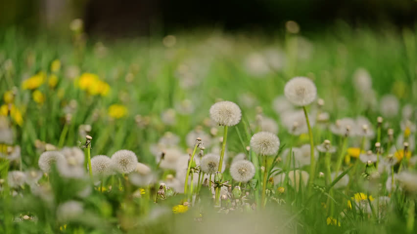 Dandelion field being blown in slow motion. 4k footage.