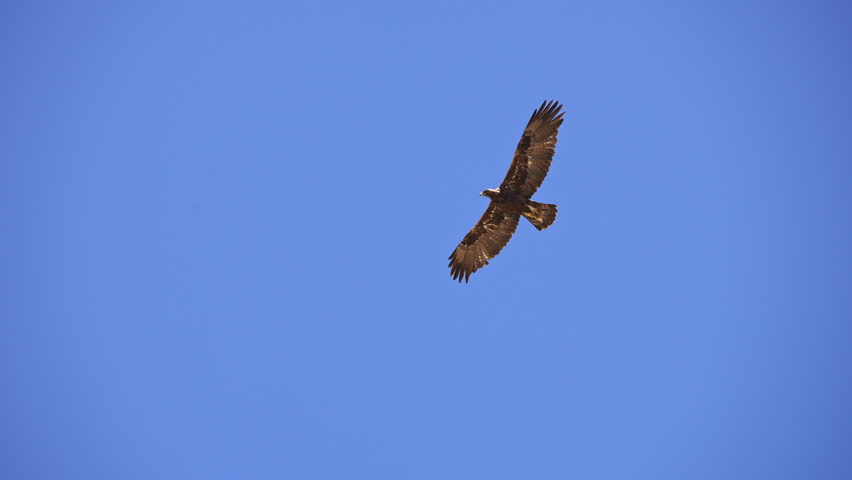 Golden Eagle gliding in the sky as a Swainson's Hawk swoops at it trying to intimidate it.