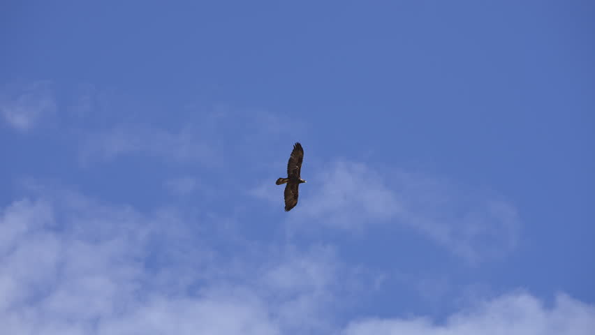 Golden Eagle circling in the sky as a Swainson