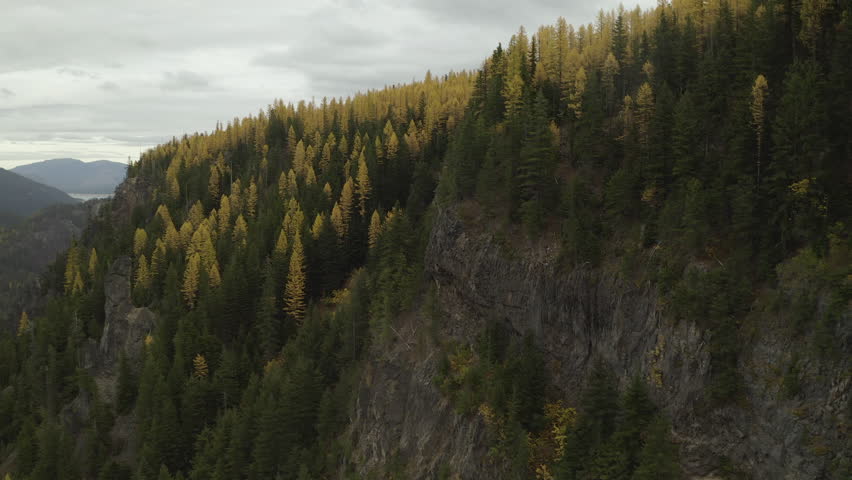 Larch Trees During Autumn In Cascade Mountain Range, Washington State, USA - Aerial Drone Shot