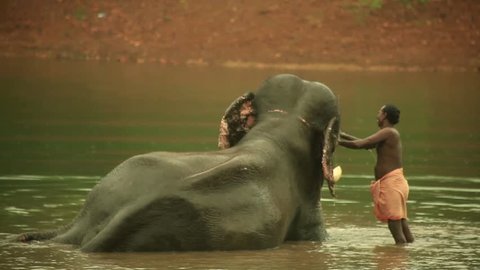 Man Taking Care of an Elephant