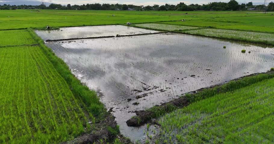 An awe-inspiring and captivating expanse of land awaits, displaying vibrant rice fields as far as the eye can see.