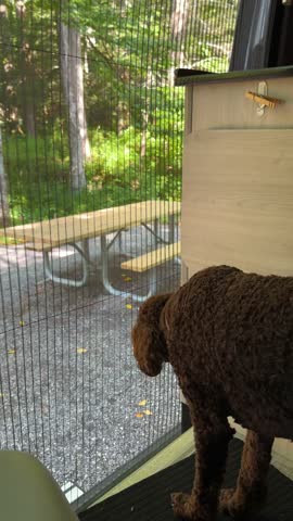 A brown Standard Poodle waiting for his owner to return from registering at the Ranger Station at the Black Mountain Campground in the Pisgah National Forest.