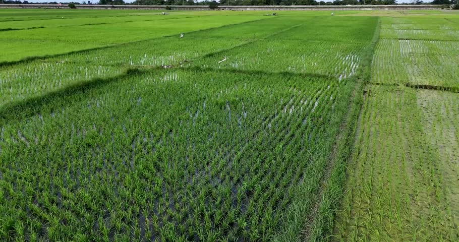 A fascinating and awe-inspiring sight to behold, with vast rice fields stretching as far as the eye can see.