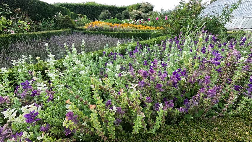 Vibrant salvia flowers in a lush garden