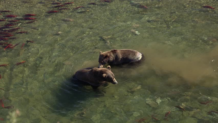 Brown Bears in Katmai, Alaska