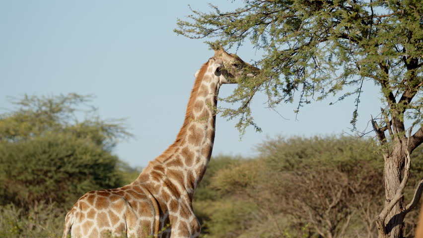 Giraffe eating in early morning light. Close up shot of giraffe head Feeding Giraffe With Brunches And Green Leaves. Amazing scene on safari watching wild animals. Concept of wildlife, nature, africa.