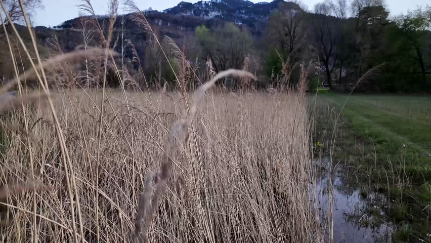 Wheat field growing wild next to water pond, nature landscape field mountains
