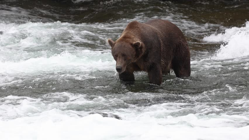 Brown Bear Fishing for Salmon at Brooks Falls in Alaska
