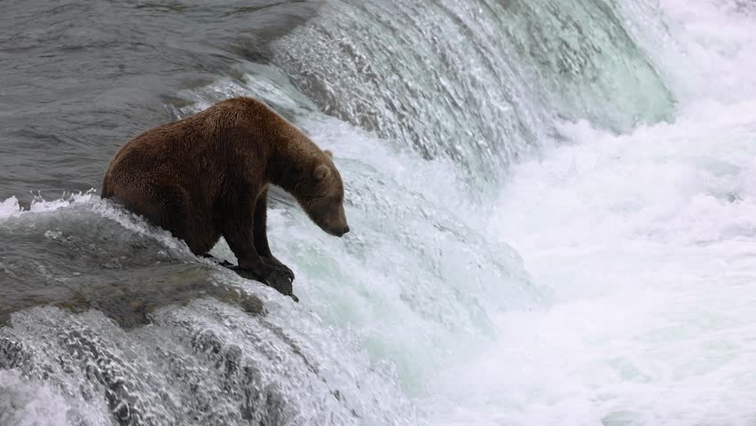 Brown Bear Fishing for Salmon at Brooks Falls in Alaska
