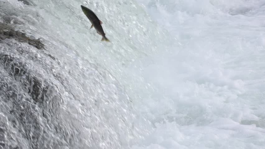 Salmon jumping up brooks falls in Alaska