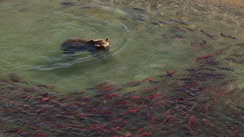 Brown Bear Fishing for Salmon in Alaksa 