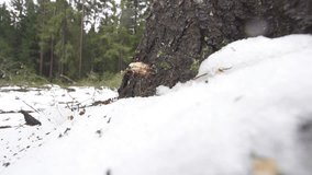 SLOW MOTION: Cutting down a tree with an axe