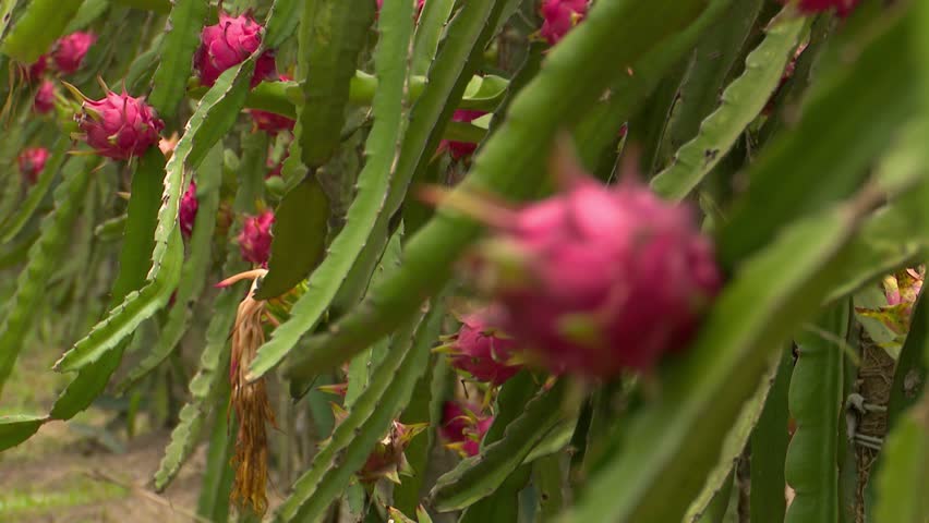 Red dragon-Red dragon fruit on plant, closeup and colorful green garden. Dragon fruit plantation. Dragon fruit on dragon fruit tree waiting for harvest in agricultural plantation in Asia.