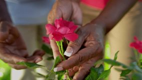Close up hands only flowering rose bushes being tended by senior ethnic female Healthy Lifestyle - Powered by Shutterstock - Get 15% off with code: PIKWIZARD15