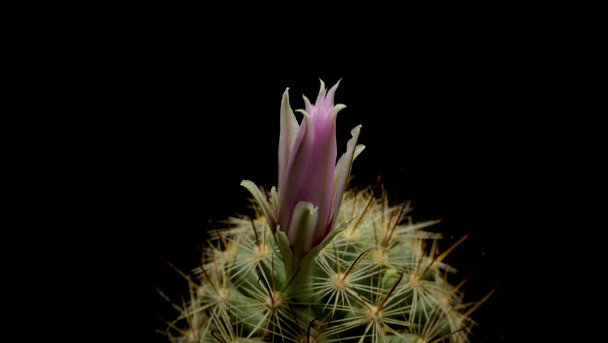Time lapse video of cactus flower plant, in the style of black background.