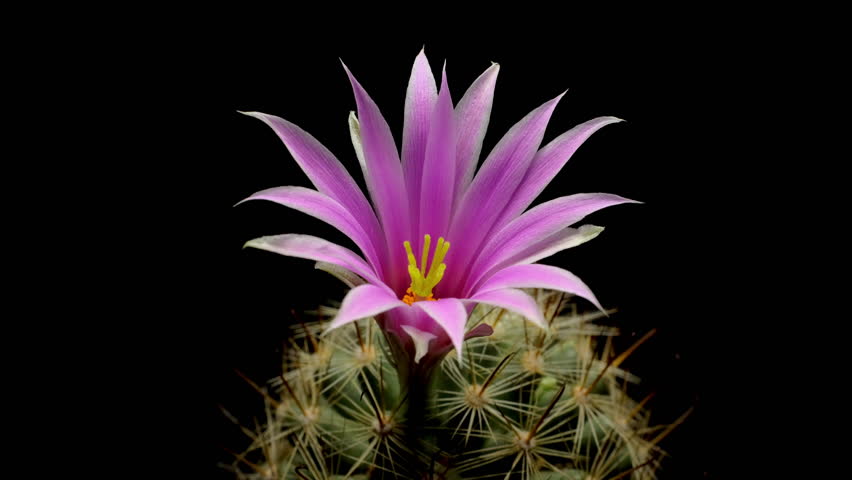 Time lapse video of cactus flower plant, in the style of black background.