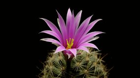 Time lapse video of cactus flower plant, in the style of black background. - Powered by Shutterstock - Get 15% off with code: PIKWIZARD15