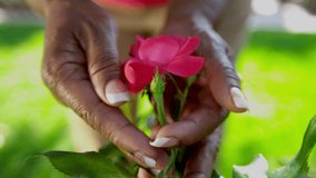 Close up hands only flowering rose bushes being tended by senior ethnic female Healthy Lifestyle - Powered by Shutterstock - Get 15% off with code: PIKWIZARD15